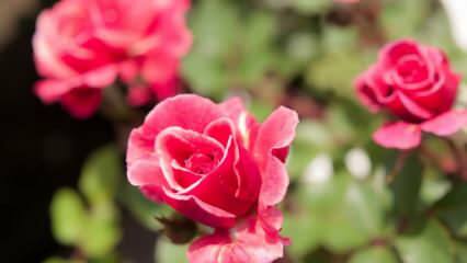 Hoe rozen in potten kweken? Tips voor het thuis kweken van rozen ...