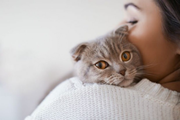 Hoe de stress van katten voorkomen? 