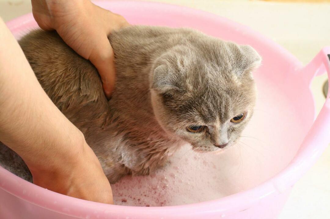 hoe katten te wassen