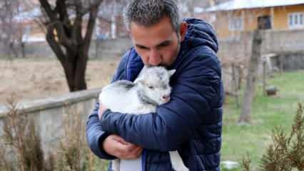 Journalisten hebben het leven gered van een geitenwelp die zijn moeder bij de beer sloeg