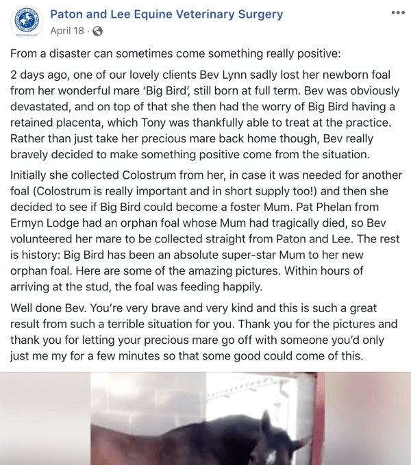 Voorbeeld van een Facebook-bericht met een verhaal van Paton en Lee Equine Veterinary Surger.