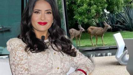 Hollywoodster Salma Hayek deelde het hert dat de tuin van haar huis binnenkwam op sociale media!