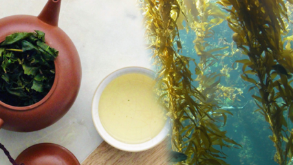Wat zijn de voordelen van mos? Hoe maak je zeewierthee en waar is het goed voor?