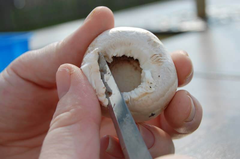 Hoe maak je de paddenstoel schoon? Trucs van het wassen van paddenstoelen ...