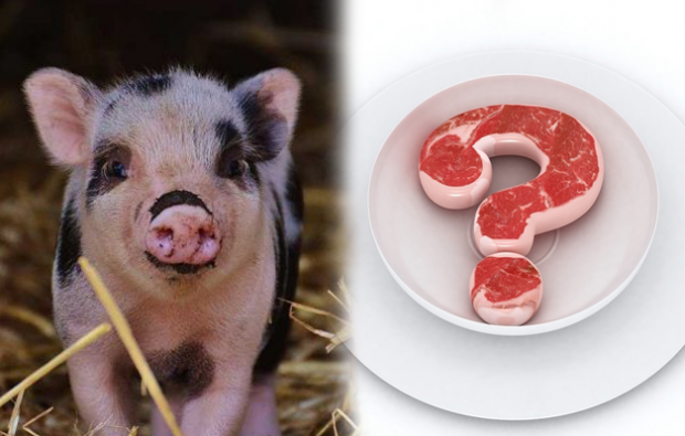 Is het verboden varkensvlees te eten?