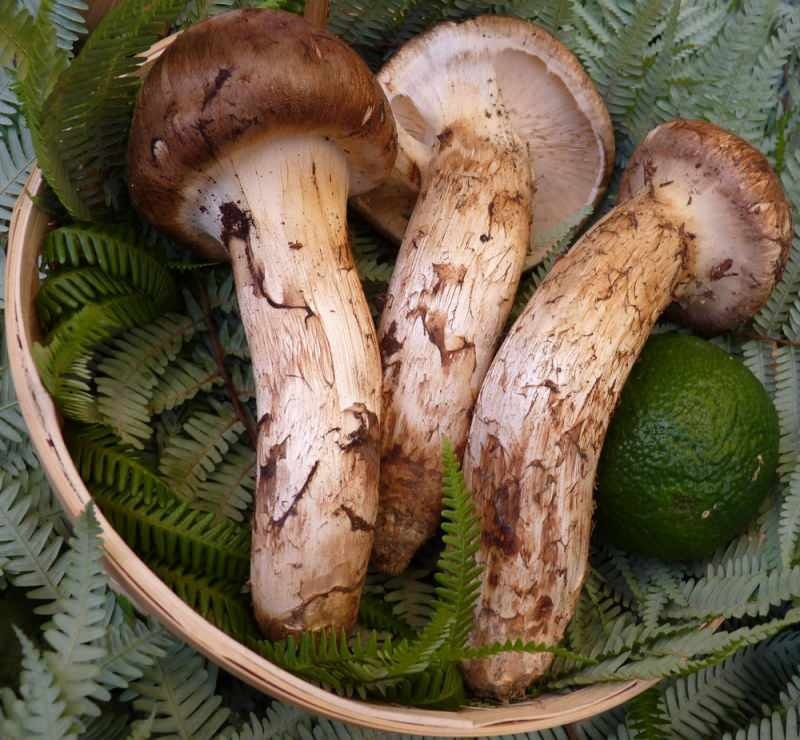 matsutaka-paddenstoel, een krachtig eiwit