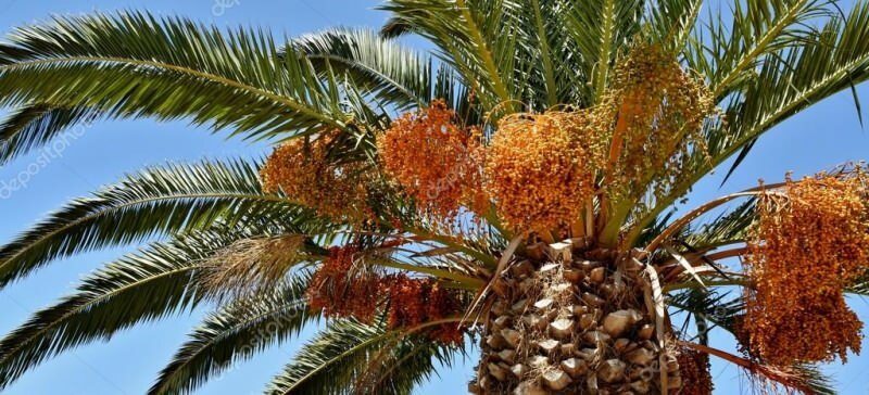 Wat is een palmboom? Wat zijn de eigenschappen van de palmboom, hoe deze te laten groeien