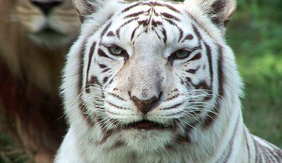 De witte tijger in de dierentuin verspreidt gevaar