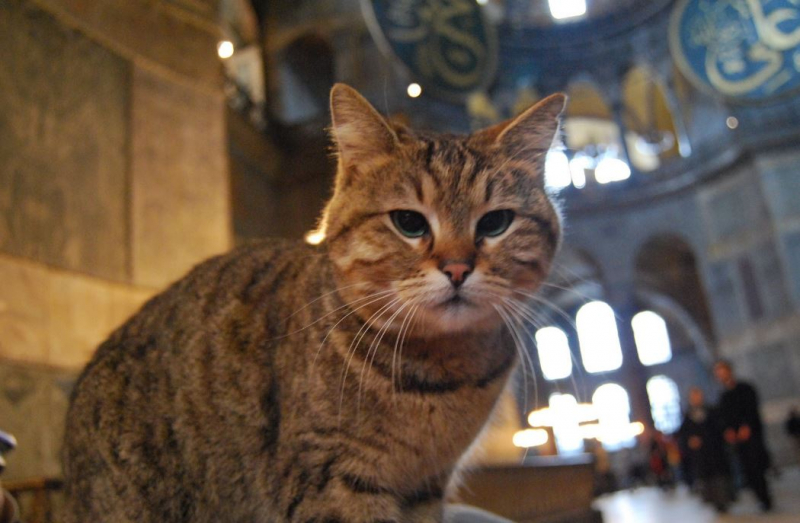 Hagia Sophia's kat Gli bij de dierenarts: Je goede wensen wachten!