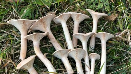Wat zijn de meest waardevolle paddenstoelen van ons land? Welke routes moet je volgen bij het zoeken naar paddenstoelen?