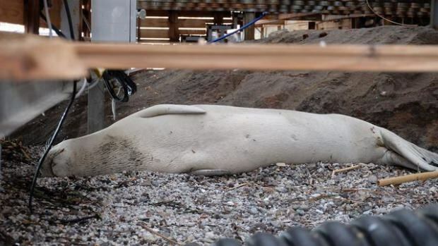 De witte zeehond van Bodrum Gümbet raakte de kust