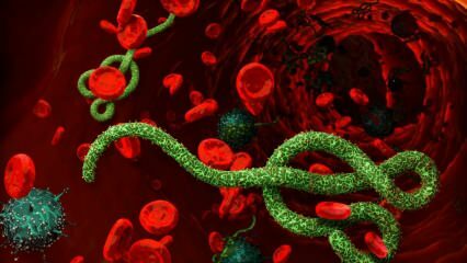 Wat is het Ebola-virus? Hoe wordt het ebolavirus overgedragen? Wat zijn de symptomen van het ebolavirus? 