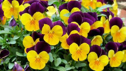 Hoe zorg je voor een violette bloem? Hoe een violette bloem reproduceren?