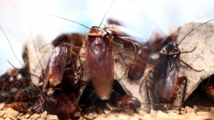 De definitieve oplossing om kakkerlakken te verwijderen