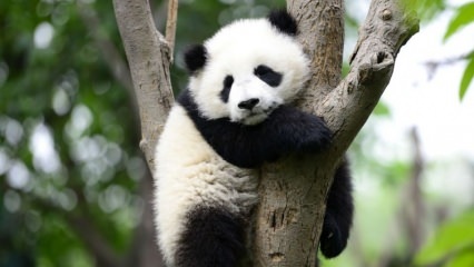 De kleinste panda ter wereld is geboren in China