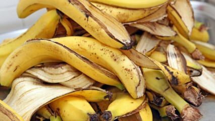 Wat zijn de voordelen van banaan? Hoeveel soorten bananen zijn er? Onbekend gebruik van bananenschil! 