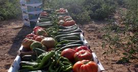 Wat je ook koopt in het Ayrancı-district van Karaman is slechts 1 lira! Van tomaat tot komkommer...