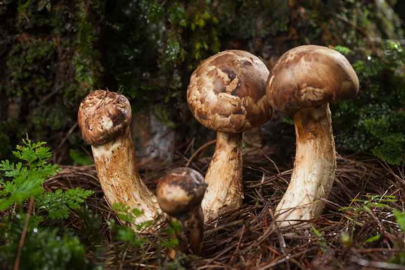 matsutake-paddenstoel groeit aan de voet van pijnbomen