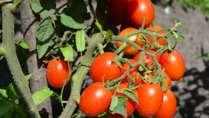 Hoe tomaten in een pot laten groeien? De gemakkelijkste tomatenteelt