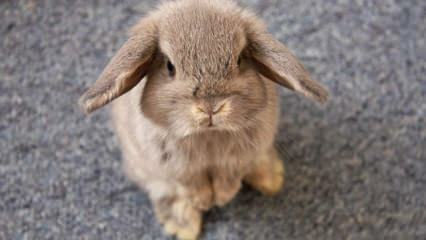 Hoe moet konijnenverzorging zijn? Hoe wordt zindelijkheidstraining gedaan?