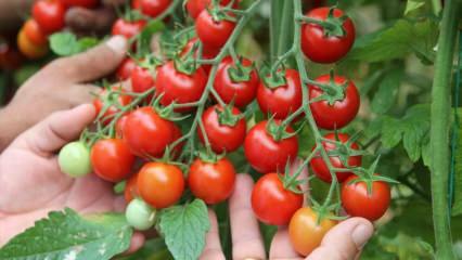 Wat is het voordeel van het eten van tomaten op sahur? Wat zijn de voordelen van rauwe tomaten? 