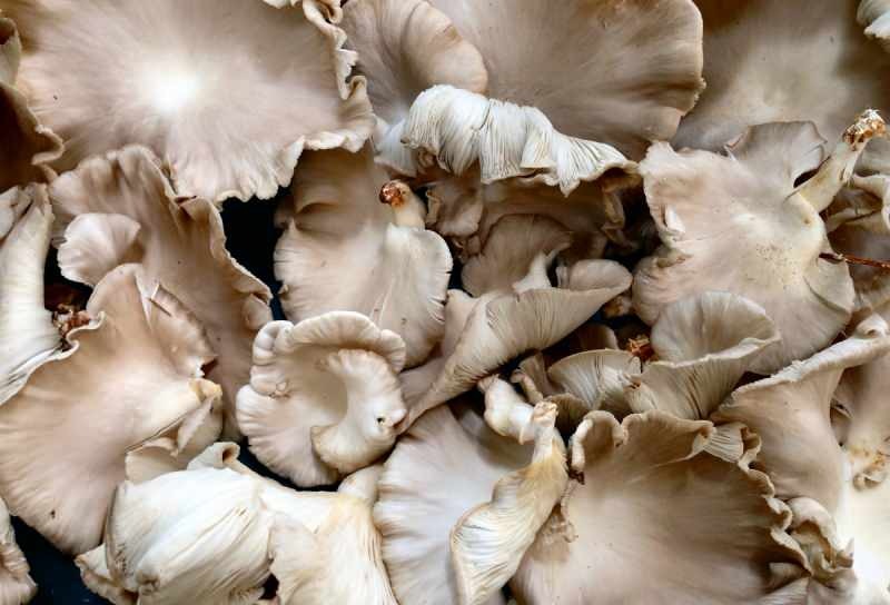 overmatige consumptie van paddenstoelen kan allergieën voor vergiftiging veroorzaken 