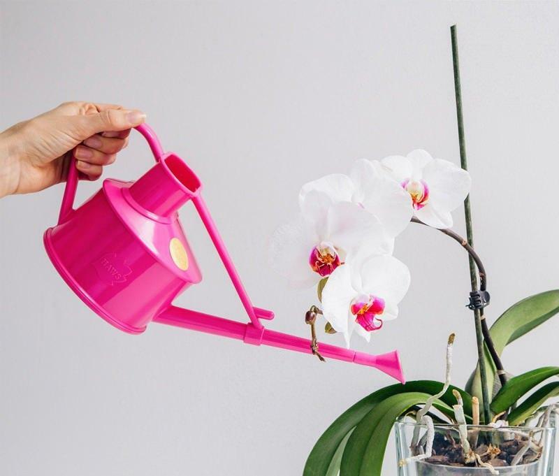 hoe orchideeën te vermeerderen