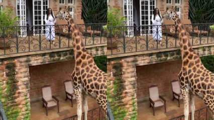 De vrouw die de giraf vanaf het balkon met haar handen voedt! 