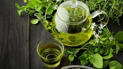De voordelen van groene thee! Snel en gezond afvallen met groene thee