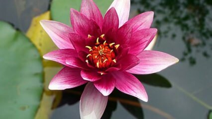 Hoe zorg je voor lotus (waterlelie) bloemen thuis?