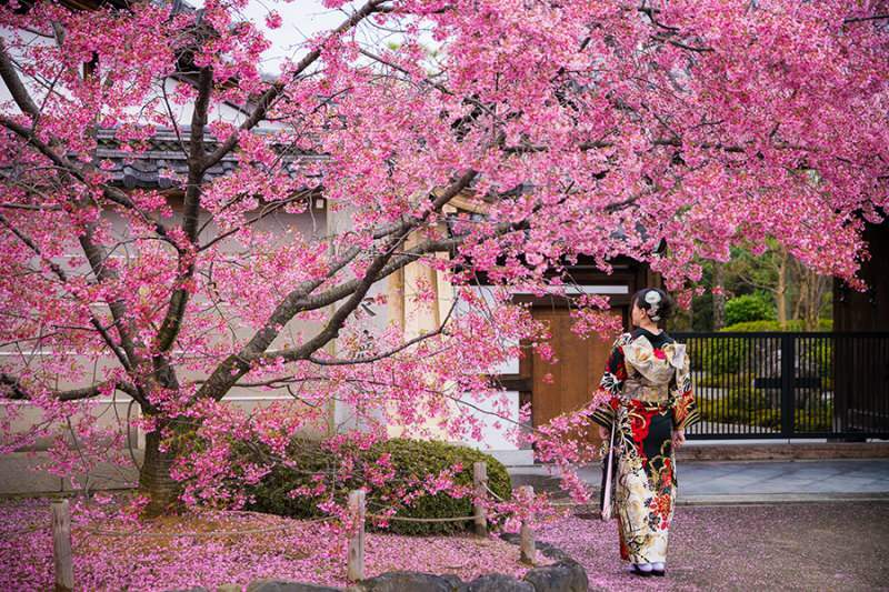 Wat betekent Sakura? Onbekende eigenschappen van sakura-bloem