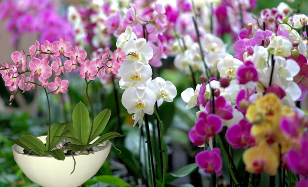 Hoe zorg je voor orchideeën? Hoe orchideebloemen te vermeerderen? 5 dingen waar orchideebloemen niet van houden
