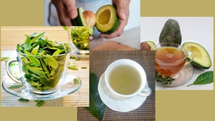 Wat zijn de voordelen van thee met avocadobladeren? Hoe maak je avocado-bladthee?
