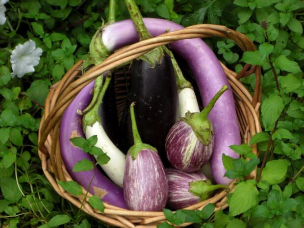 wat zijn de voordelen van aubergine