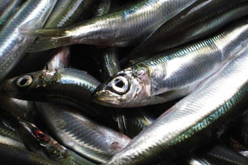 sardine heeft de hoogste oliewaarde onder vissoorten