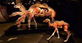Real Animals Anatomy Exhibition komt naar Turkije!