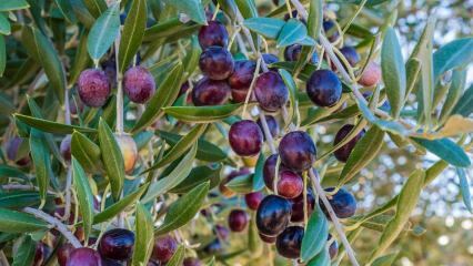 Wat zijn de voordelen van olijven? Hoe olijfbladeren consumeren? Als je olijfzaad doorslikt ...