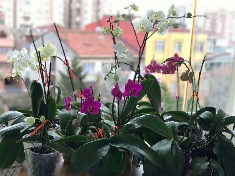Hoe zorg je voor orchideeën? Hoe geef je een orchidee thuis water? Methode om orchideeën nieuw leven in te blazen