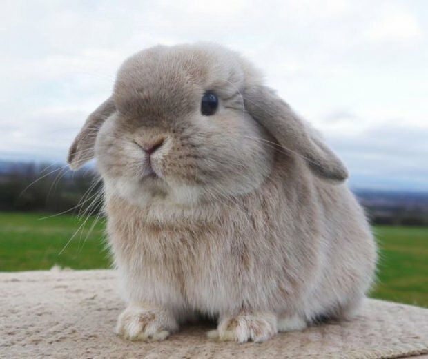 Hoe moet konijnenverzorging zijn? Hoe wordt zindelijkheidstraining gedaan?