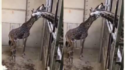 Reacties van de giraf, de vader, schudden de sociale media door elkaar! 