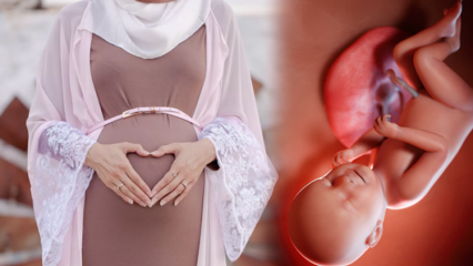 Te lezen gebeden om de baby gezond te houden en zwangerschapsherinneringen