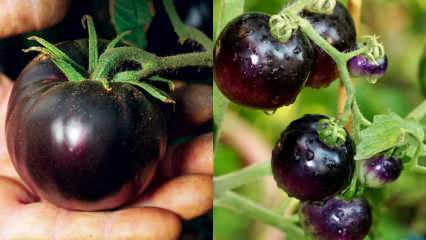 Kankervijand: wat is een zwarte tomaat? Wat zijn de voordelen van zwarte tomaten?