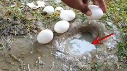 YouTube-fenomeen ving vis door een ei in het water te breken! Hier is het verbazingwekkende resultaat ...