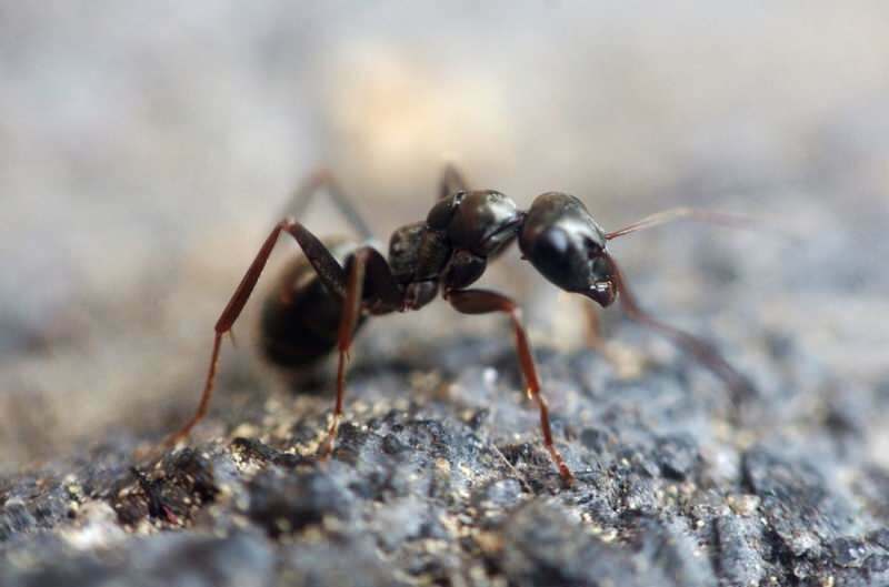 Effectieve methode om mieren thuis te verwijderen! Hoe kunnen mieren worden vernietigd zonder te doden?