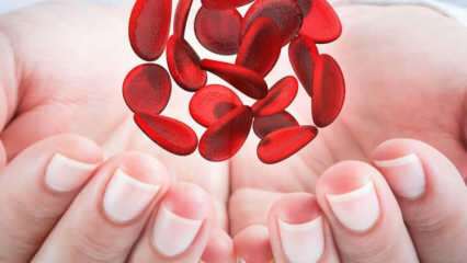 Wat is mediterrane bloedarmoede (thalassemie)? Wat zijn de symptomen van mediterrane bloedarmoede? Behandeling van mediterrane bloedarmoede