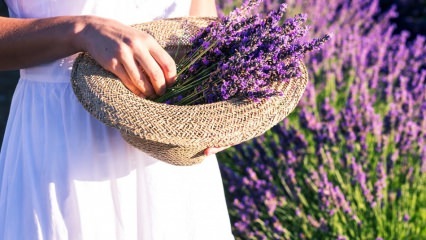 Hoe zorg je voor lavendelbloemen, reproductie en groei thuis?