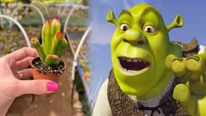 Hoe Shrek-oorplant kweken? Bloeit de Shrek-oorplant? Shrek oorverzorging