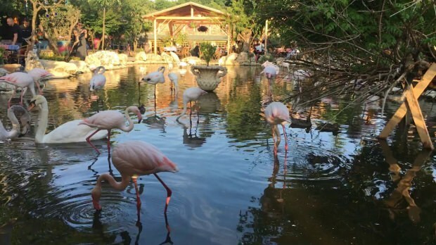 Hoe bereikt u Flamingoköy?