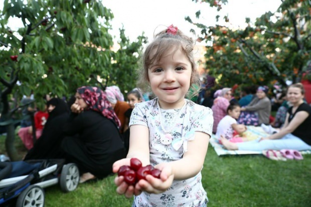 11e in de kersentuin van de gemeente Bağcılar. Cherry Harvest-activiteit!