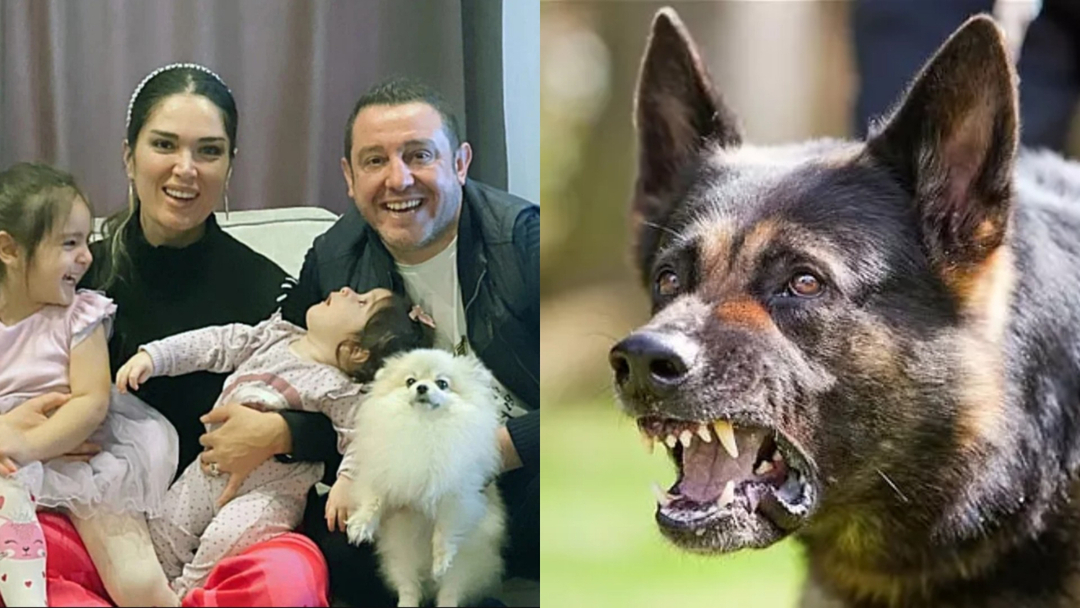 Ze scheurden de hond van Nihat Kahveci aan stukken! Opnieuw een geval van zwerfhonden